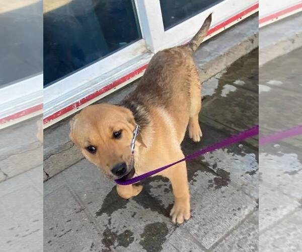 Medium Photo #6 Mutt Puppy For Sale in La Verne, CA, USA