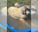 Small #2 Great Pyrenees Mix