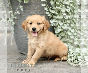 Golden Retriever Puppy for sale in STRASBURG, PA, USA