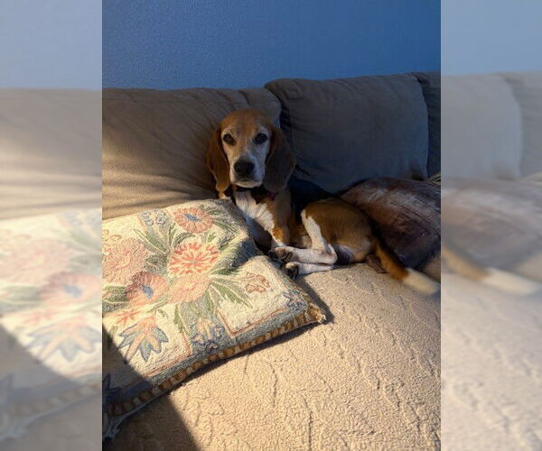 Medium Photo #3 Beagle Puppy For Sale in Tampa, FL, USA