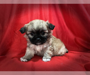 Shih Tzu-ShihPoo Mix Dog for Adoption in SAN FRANCISCO, California USA