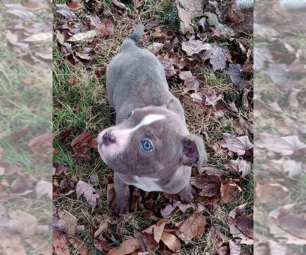 Medium Photo #2 American Staffordshire Terrier Puppy For Sale in Springdale, PA, USA