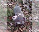 Small #1 American Staffordshire Terrier