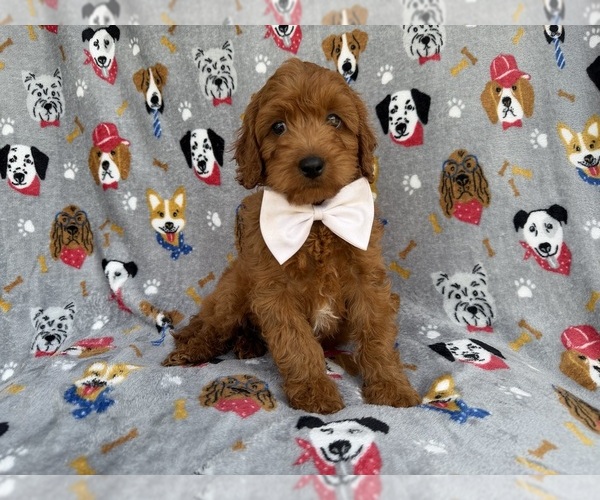 Medium Photo #7 Cavapoo (Miniature) Puppy For Sale in LAKELAND, FL, USA