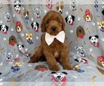 Small #6 Cavapoo (Miniature)
