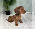Small #4 Dachshund