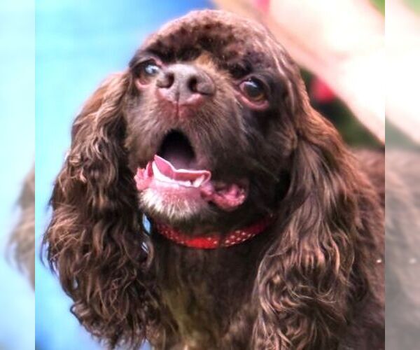 Medium Photo #7 Cocker Spaniel Puppy For Sale in Arlington, VA, USA