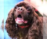 Small #6 Cocker Spaniel