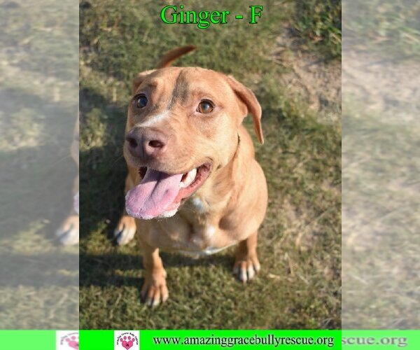 Medium Photo #6 Labrador Retriever-Unknown Mix Puppy For Sale in Pensacola, FL, USA