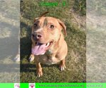 Small Photo #6 Labrador Retriever-Unknown Mix Puppy For Sale in Pensacola, FL, USA
