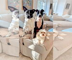 Small #1 American Staffordshire Terrier Mix