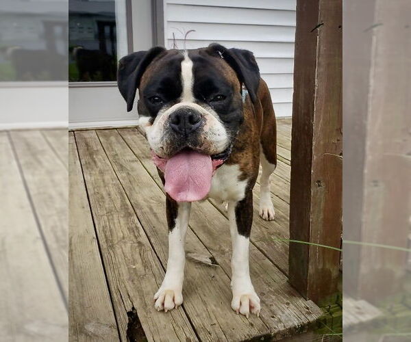 Medium Photo #1 Boxer Puppy For Sale in Dumont, NJ, USA