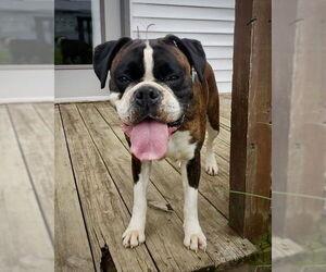 Boxer Dogs for adoption in Dumont, NJ, USA