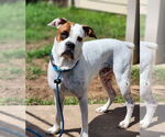 Small #3 Boxer Mix