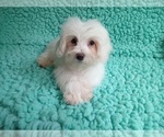 Small #1 Maltese