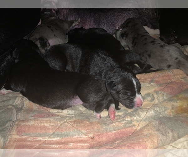 Medium Photo #6 Great Dane Puppy For Sale in MARICOPA, AZ, USA