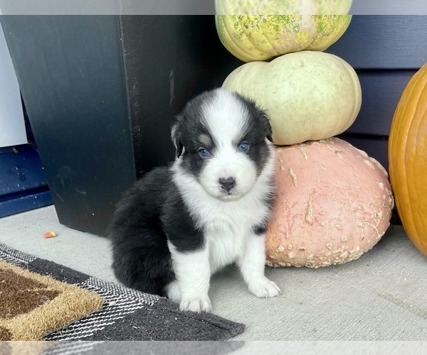 Medium Photo #1 Australian Shepherd Puppy For Sale in LODA, IL, USA