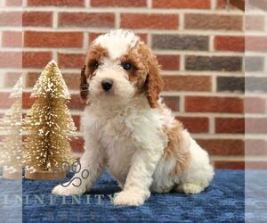 Cavapoo Puppy for sale in NEW HOLLAND, PA, USA