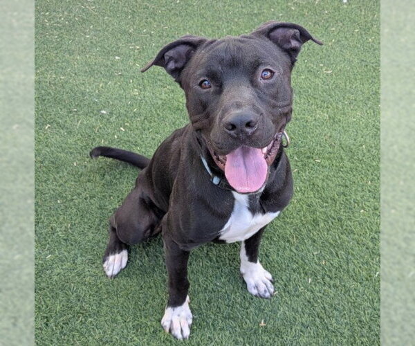 Medium Photo #3 Mutt Puppy For Sale in Las Vegas, NV, USA