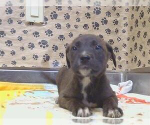 Mutt Dogs for adoption in Sacramento, CA, USA