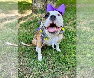 Brooklyn - Female Bulldog-Unknown Mix Dog for Adoption - Photo #4
