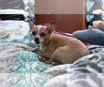 Small #2 Chihuahua