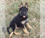 Small Photo #3 German Shepherd Dog Puppy For Sale in EOLIA, MO, USA