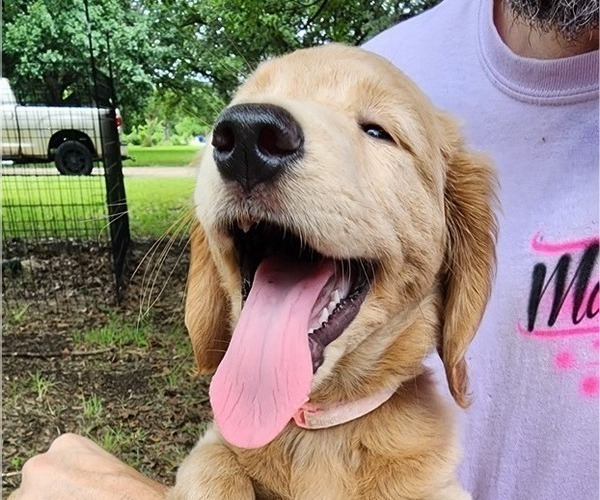Medium Photo #3 Goldendoodle Puppy For Sale in WACO, TX, USA
