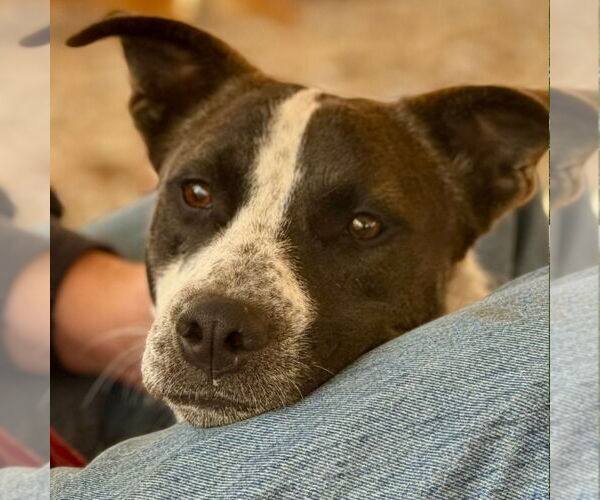 Medium Photo #2 Pointer-Unknown Mix Puppy For Sale in Canton, CT, USA