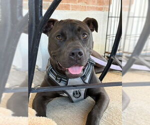 Labrador Retriever-Unknown Mix Dogs for adoption in Oakhurst, NJ, USA