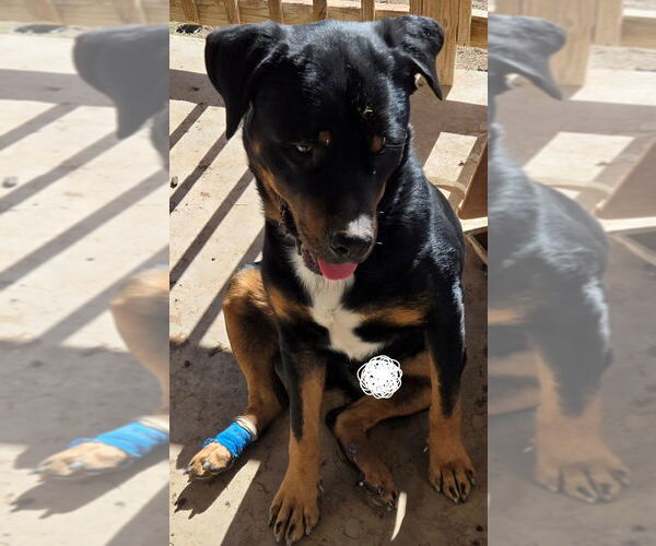 Medium Photo #6 Rottweiler Puppy For Sale in San Antonio, TX, USA