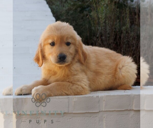 Medium Photo #2 Golden Retriever Puppy For Sale in NARVON, PA, USA