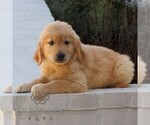 Blake - Male Golden Retriever Puppy for Sale - Photo #2