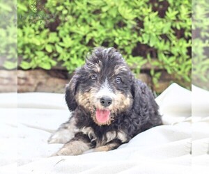 Miniature Australian Shepherd-Poodle (Standard) Mix Puppy for sale in BLAIN, PA, USA