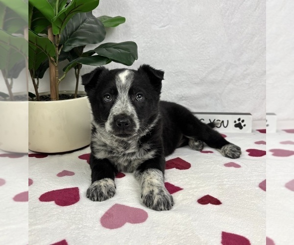 Medium Photo #4 Australian Cattle Dog-Miniature Australian Shepherd Mix Puppy For Sale in FRANKLIN, IN, USA