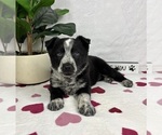 Small #3 Australian Cattle Dog-Miniature Australian Shepherd Mix