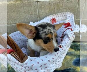 Pembroke Welsh Corgi Puppy for sale in ROCKVILLE, IN, USA