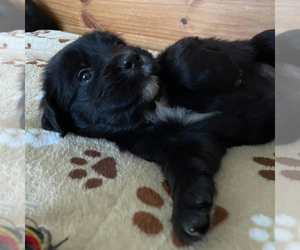 Spangold Retriever Puppy for sale in CHESAPEAKE, VA, USA