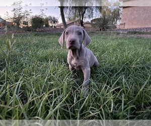 Weimaraner Puppy for Sale in SAN TAN VALLEY, Arizona USA