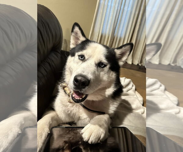 Medium Photo #1 Alaskan Malamute-Unknown Mix Puppy For Sale in Fort Worth, TX, USA