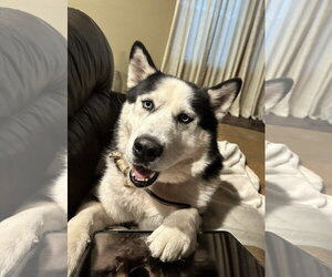 Alaskan Malamute-Unknown Mix Dogs for adoption in Fort Worth, TX, USA