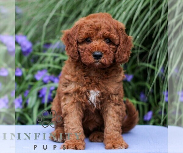 Medium Photo #1 Goldendoodle (Miniature) Puppy For Sale in EAST EARL, PA, USA