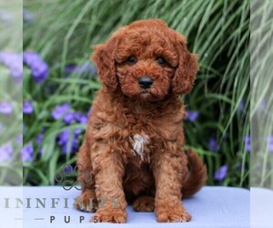 Goldendoodle (Miniature) Puppy for sale in EAST EARL, PA, USA