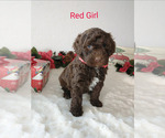 Small Photo #4 Portuguese Water Dog Puppy For Sale in PARMA, ID, USA