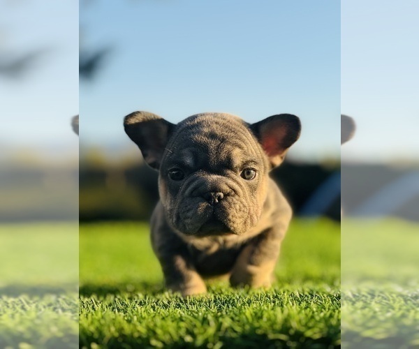 Medium Photo #6 French Bulldog Puppy For Sale in NEW YORK, NY, USA