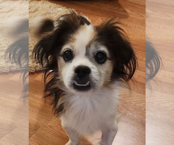 Medium Photo #1 Pekingese-Tibetan Spaniel Mix Puppy For Sale in Oakland Park, FL, USA