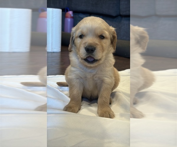 Medium Photo #5 Golden Retriever Puppy For Sale in PANA, IL, USA