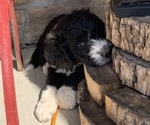 Small Photo #9 Aussiedoodle Puppy For Sale in CRAWFORDSVILLE, IN, USA
