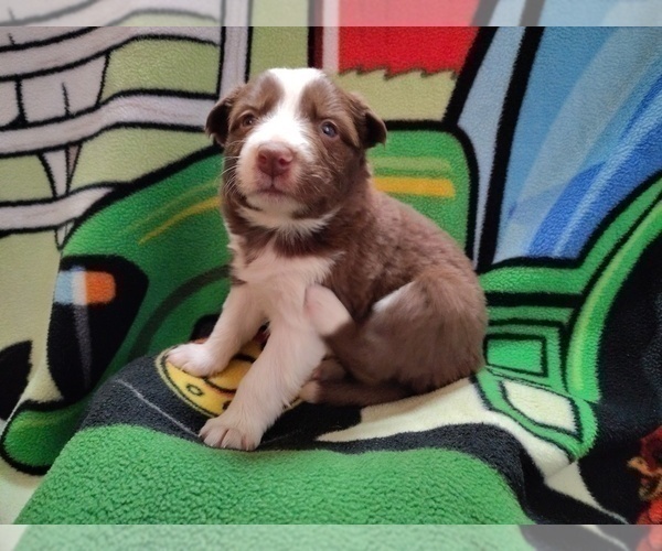 Medium Photo #9 Border Collie Puppy For Sale in NORBORNE, MO, USA