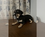 Small #52 Chihuahua